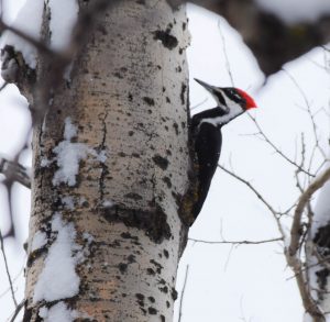 Pileated woodpecker