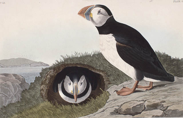 puffins